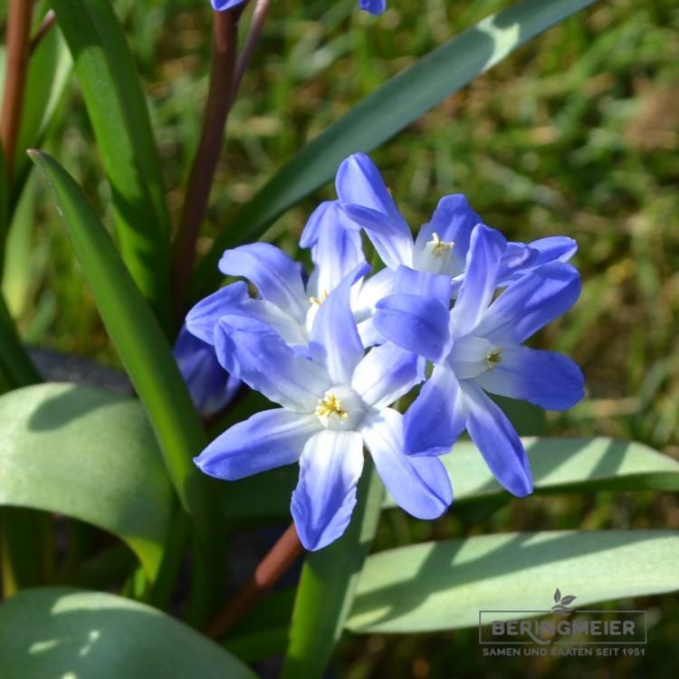 Chionodoxa forbesii  Blue Giant 4