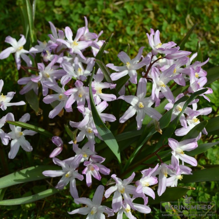 Schneeglanz Chionodoxa forbesii Pink Giant