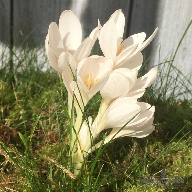 Colchicum autumnale Album 1