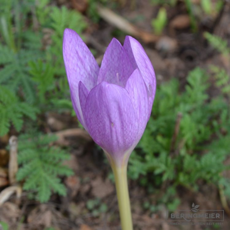 Colchicum speciosum 2