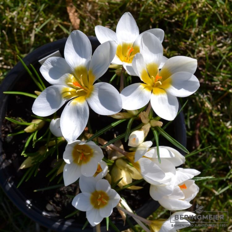 Crocus chrysanthus Snowbunting 2