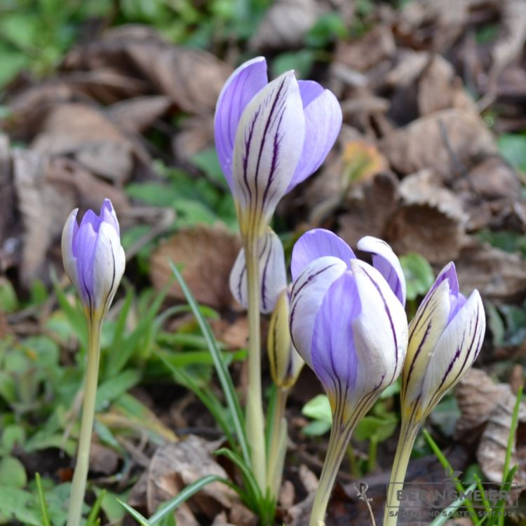 Crocus Botanische imperati de Jager 2