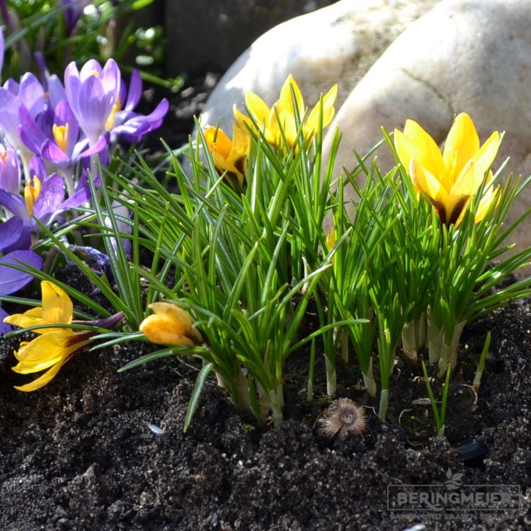 Crocus Botanische korolkowii Taschkent Krokus 1