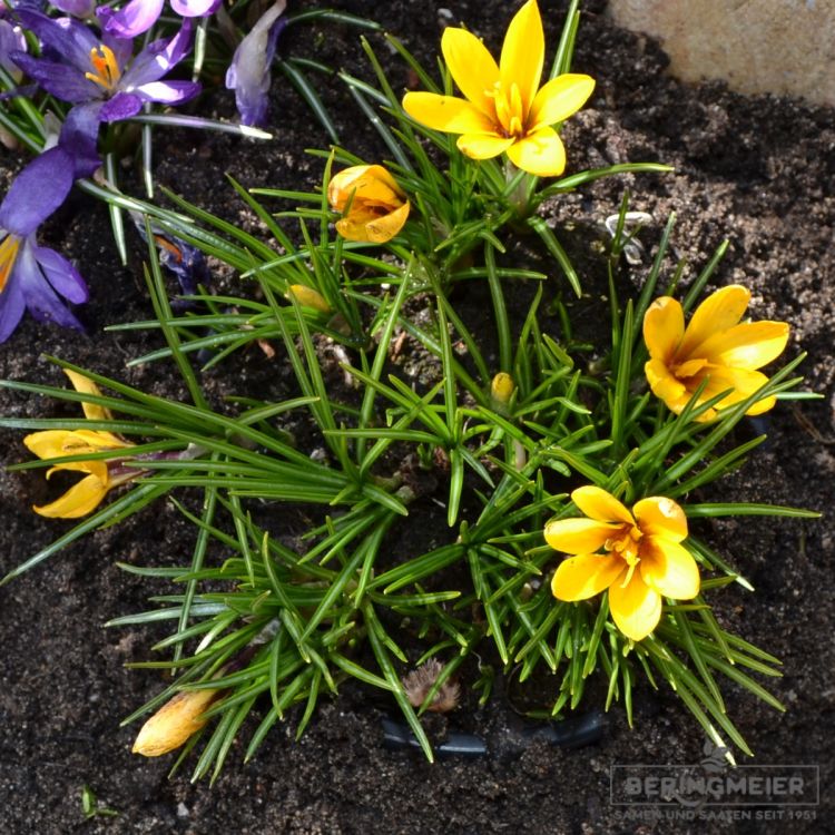 Crocus Botanische korolkowii Taschkent Krokus 2