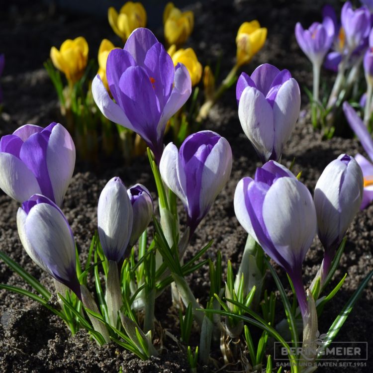 Crocus Botanische Yalta 1