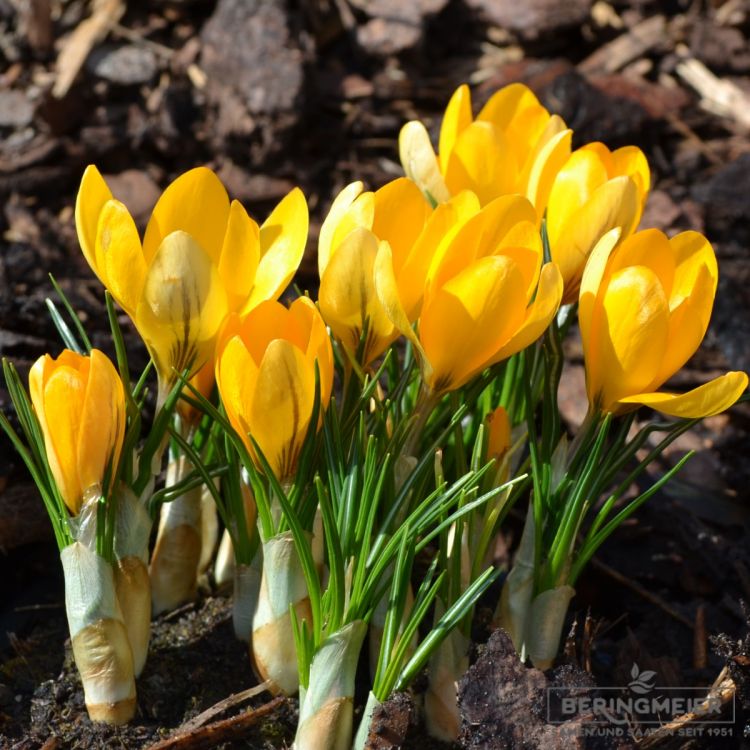 Grossblumige gelbe Gartenkrokusse 1