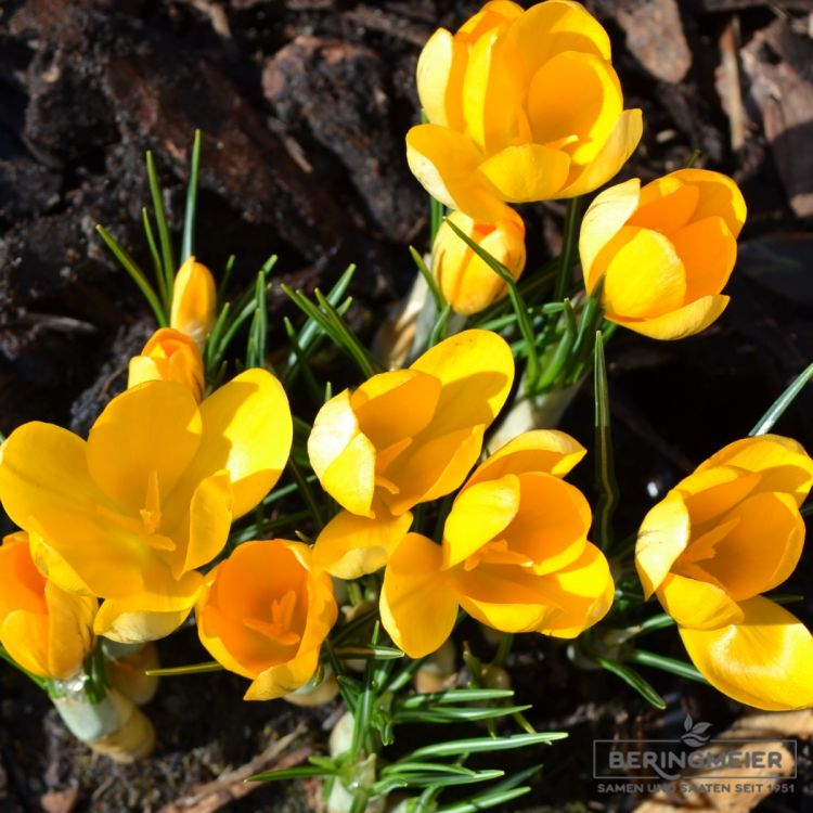 Grossblumige gelbe Gartenkrokusse 2