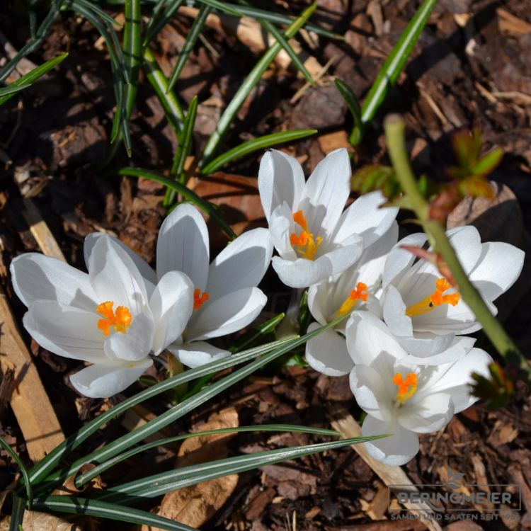 Crocus großblumig Jeanne d Arc 3