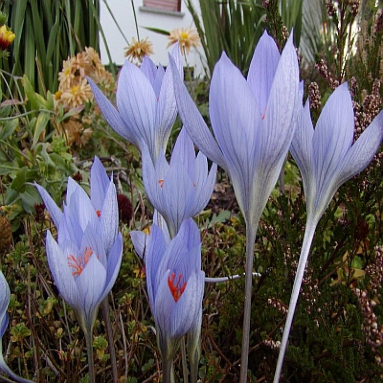 Crocus Botanische speciosus Conqueror