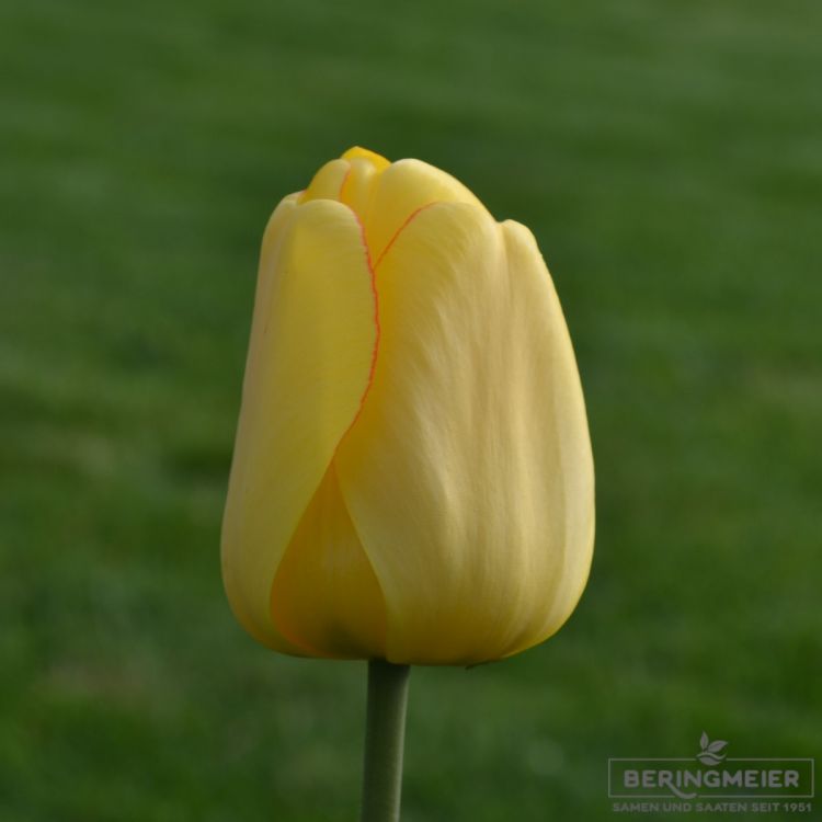Darwin-Hybrid-Tulpen Golden Parade 1