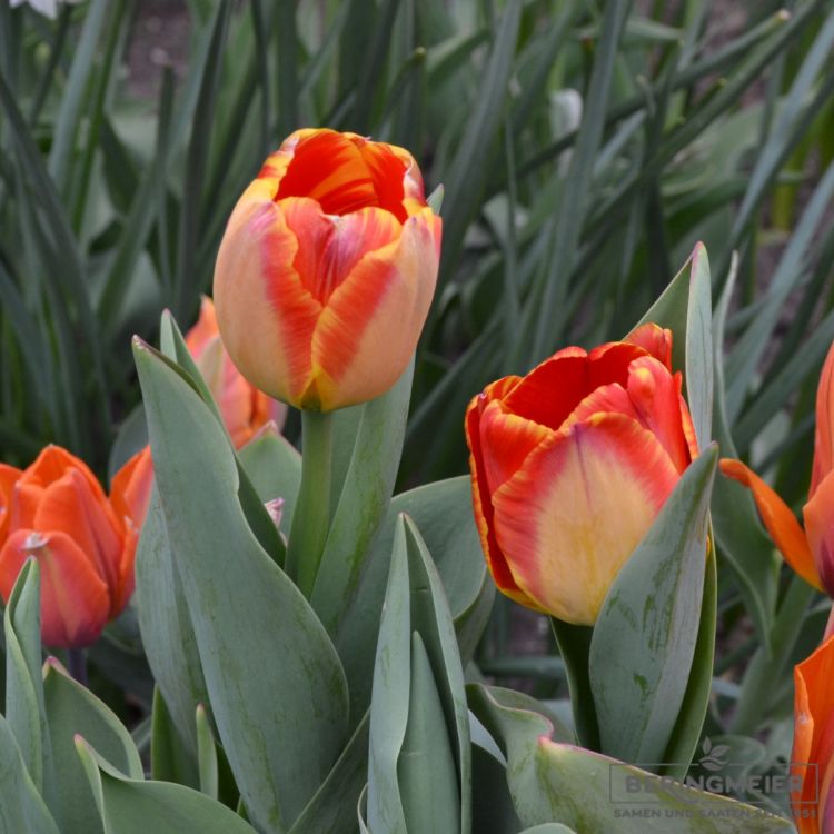 Darwin-Hybrid-Tulpen Banja Luka 2