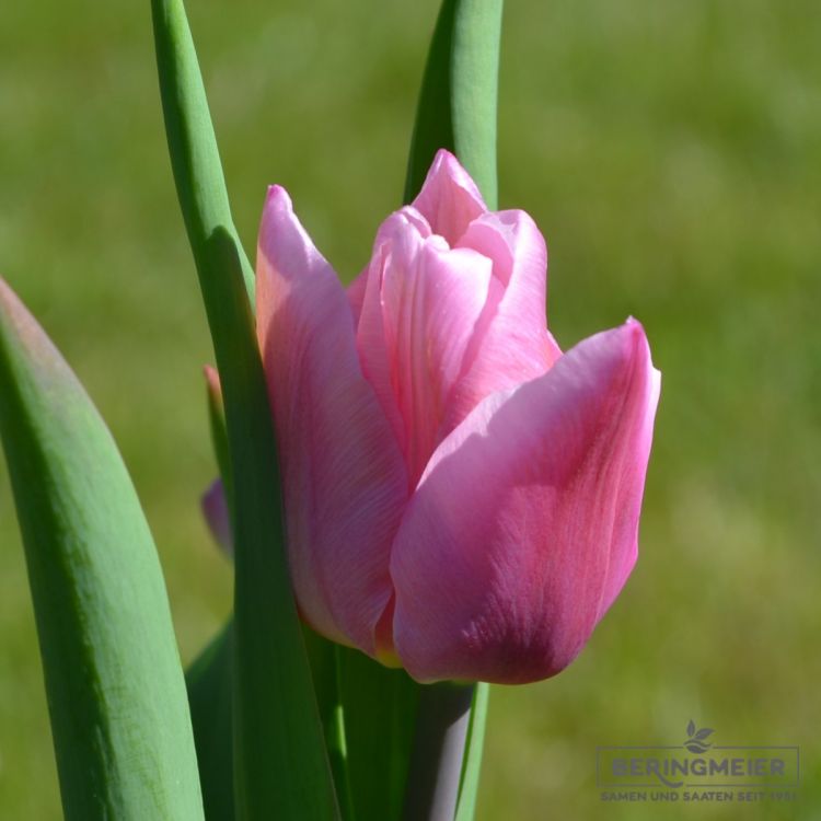 Einfache frühe Tulpe Aafke 1