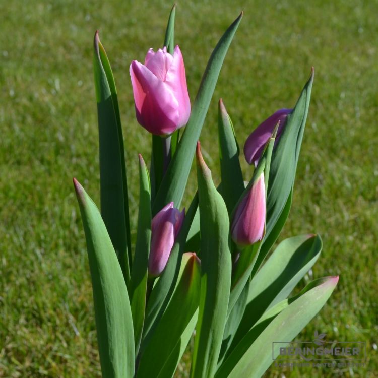 Einfache frühe Tulpe Aafke 2