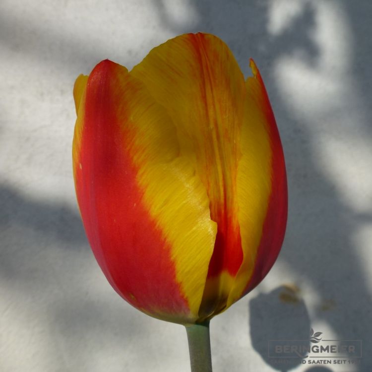 Einfache frühe Tulpe Flair 2