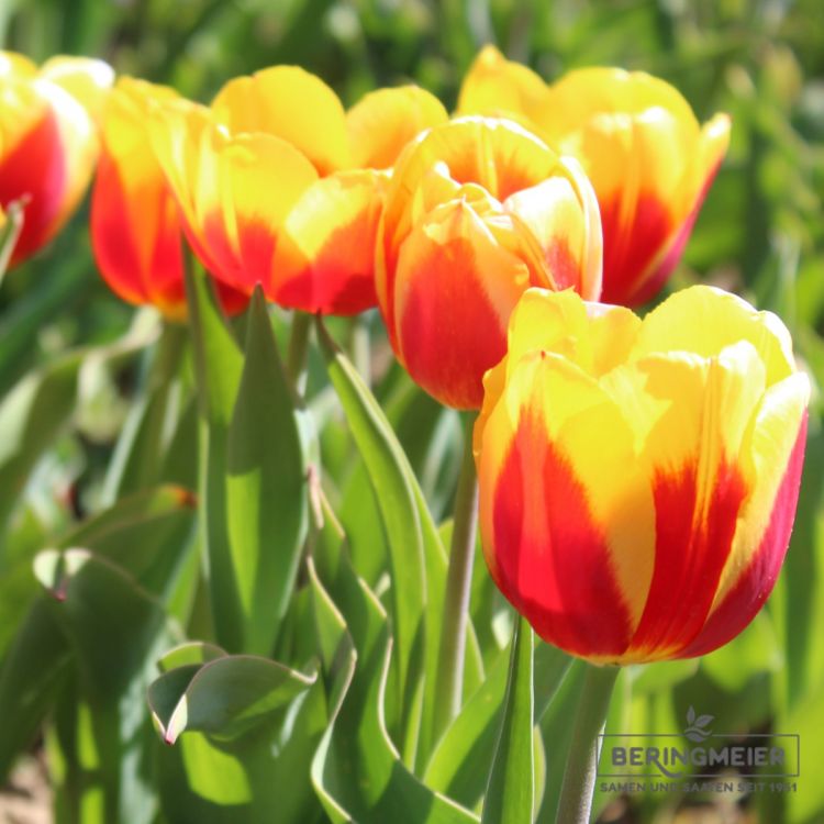 Einfache Frühe Tulpe Keizerskroon Kaiserkrone 3