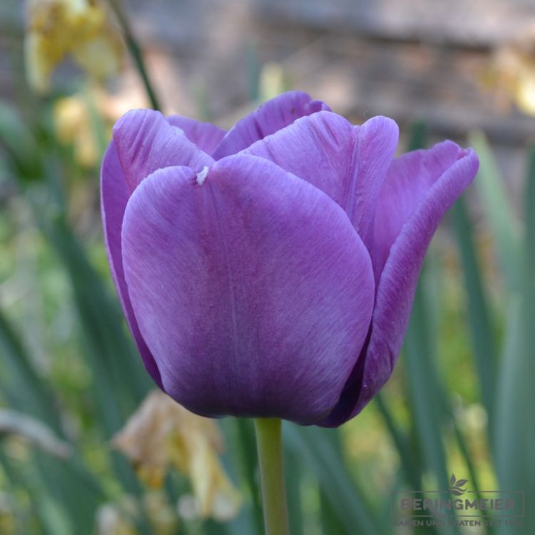 Einfache Späte Tulpen  Bleu Aimable