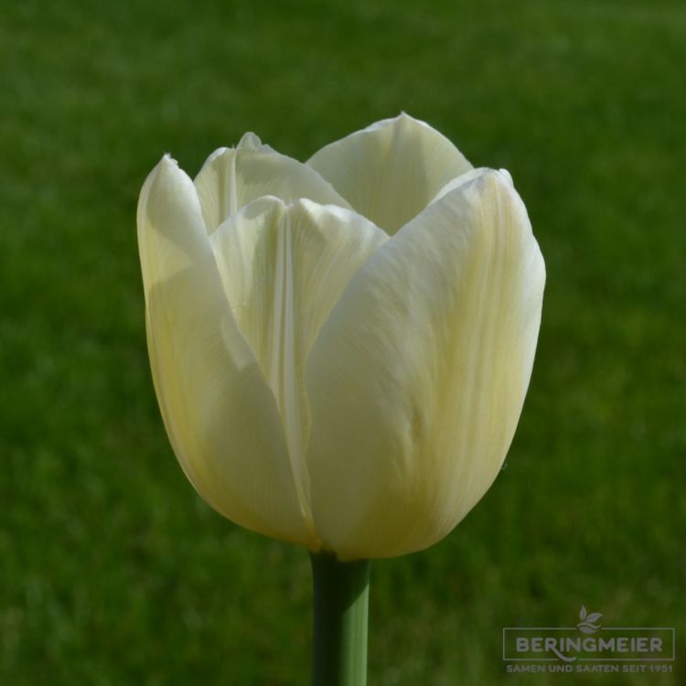 Einfache Späte Tulpen Maureen 1