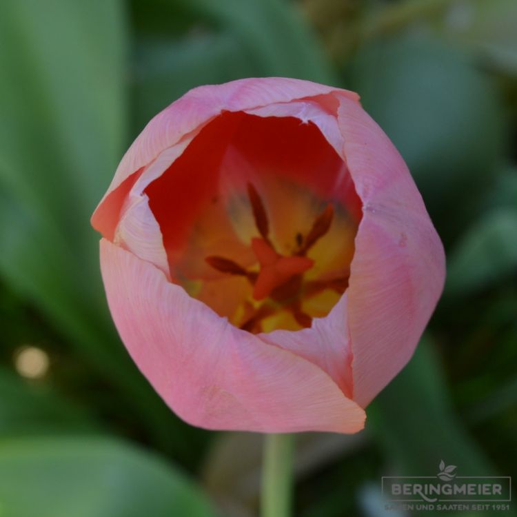 Einfache Späte Tulpe Menton 3