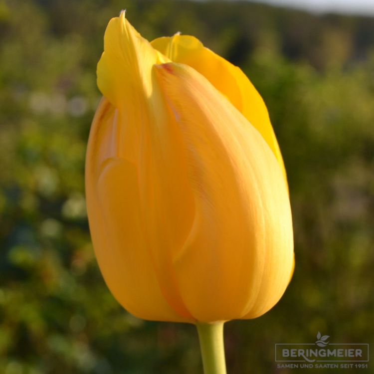 Einfache Späte Tulpen Muscadet