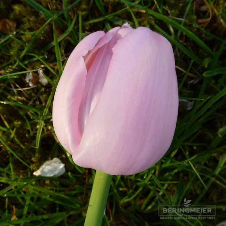 Einfache Späte Tulpen Pink Diamond