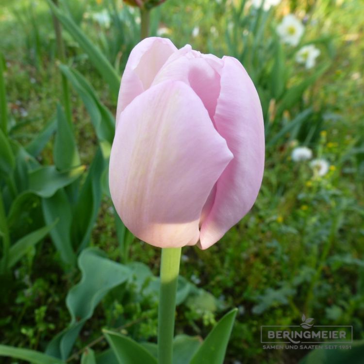 Einfache Späte Tulpen Pink Diamond