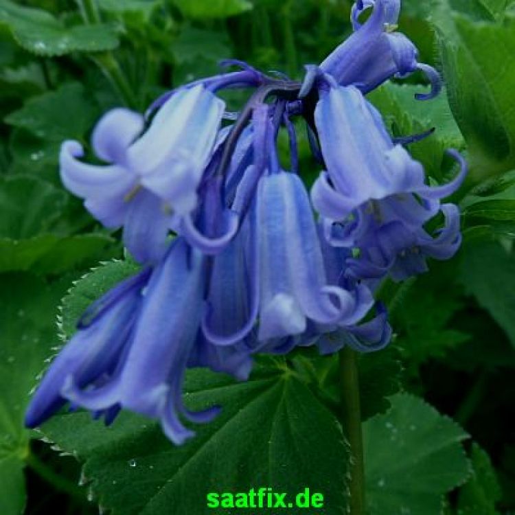 Hyacinthoides hispanica Excelsior 1