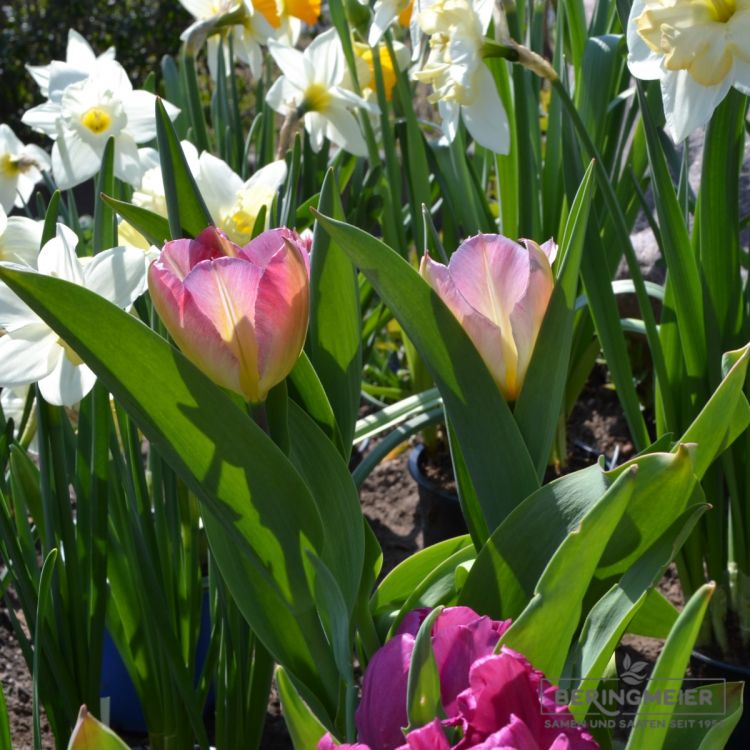 Fosteriana Tulpe Flaming Purissima 4