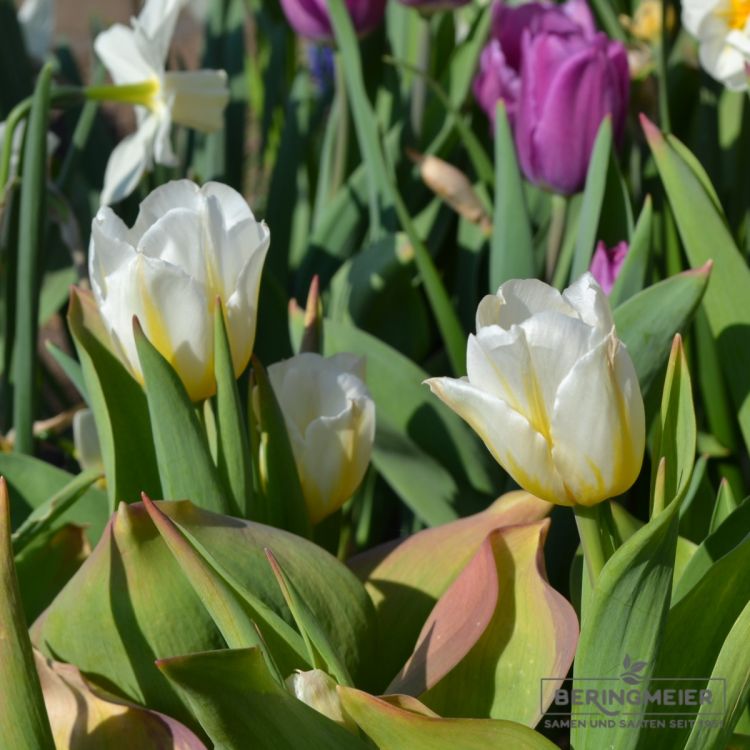 Fosteriana Tulpen Purissima 4