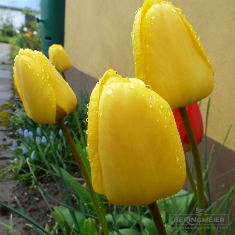 Fosteriana Tulpe Yellow Purissima 1