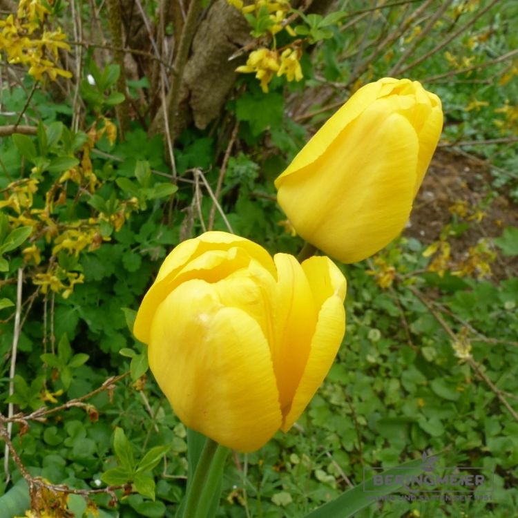 Fosteriana Tulpe Yellow Purissima 2