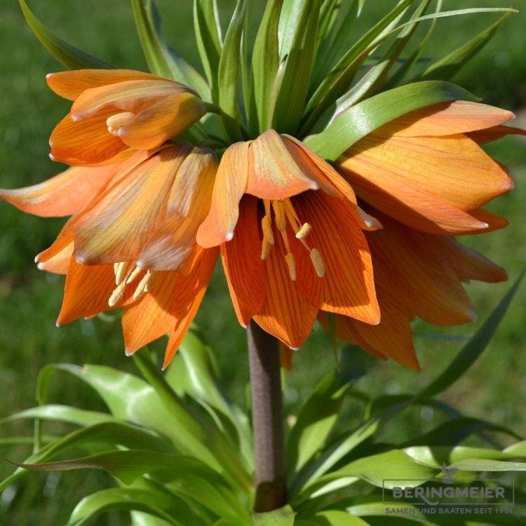 Fritillaria imperialis Garland Star 1