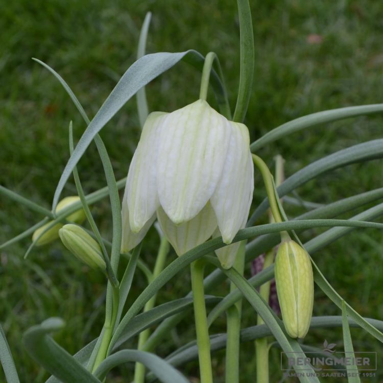 Fritillaria meleagris Alba 1