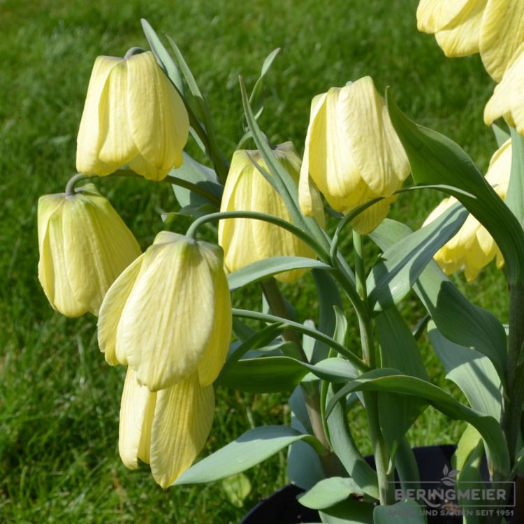 Fritillaria pallidiflora