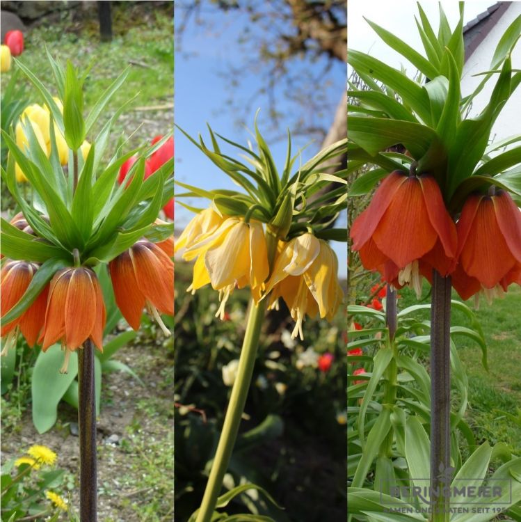 Sortiment Kaiserkronen Fritillaria imperialis 1