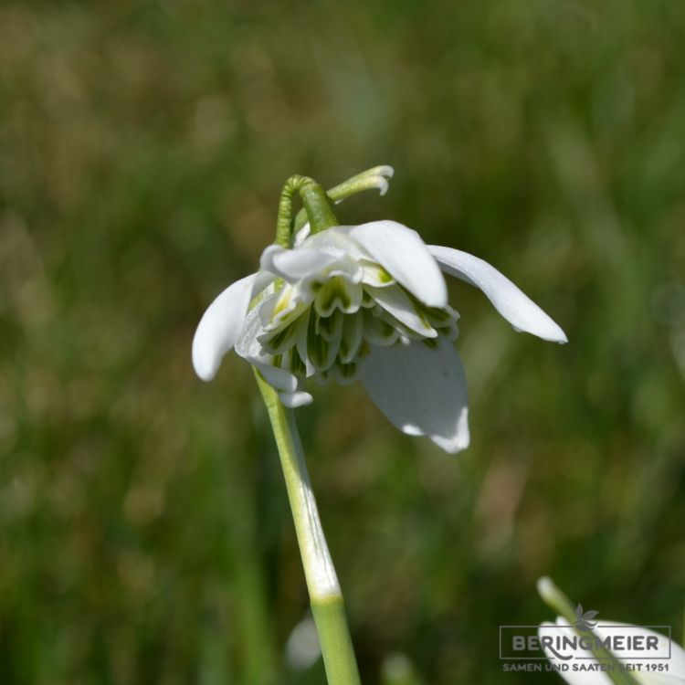 Galanthus nivalis Flore Pleno - Schneeglöckchen 1