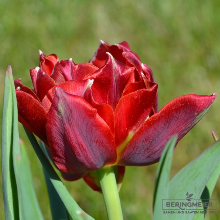 Gefüllte Frühe Tulpe Abba 2