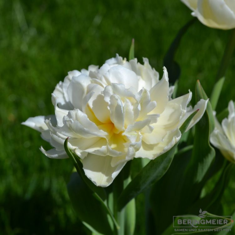 Gefüllte frühe Tulpe Cardinal Mindszenty 1