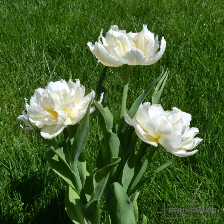 Gefüllte frühe Tulpe Cardinal Mindszenty 2