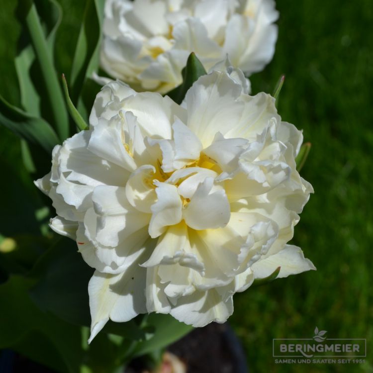 Gefüllte frühe Tulpe Cardinal Mindszenty 3