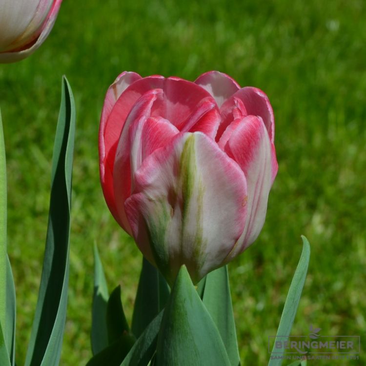 Gefüllte Frühe Tulpe Foxtrot 2