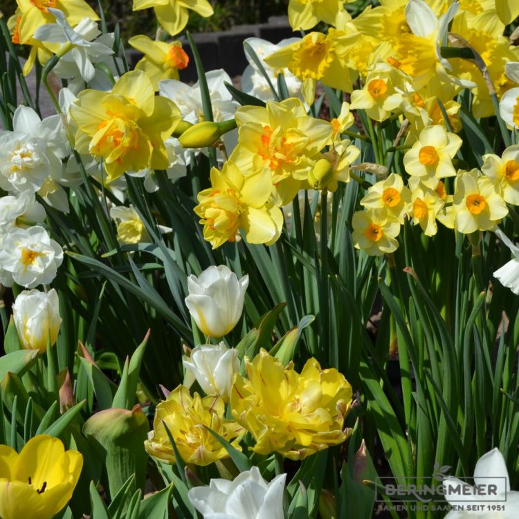 Gefüllte Frühe Tulpe Monsella 5