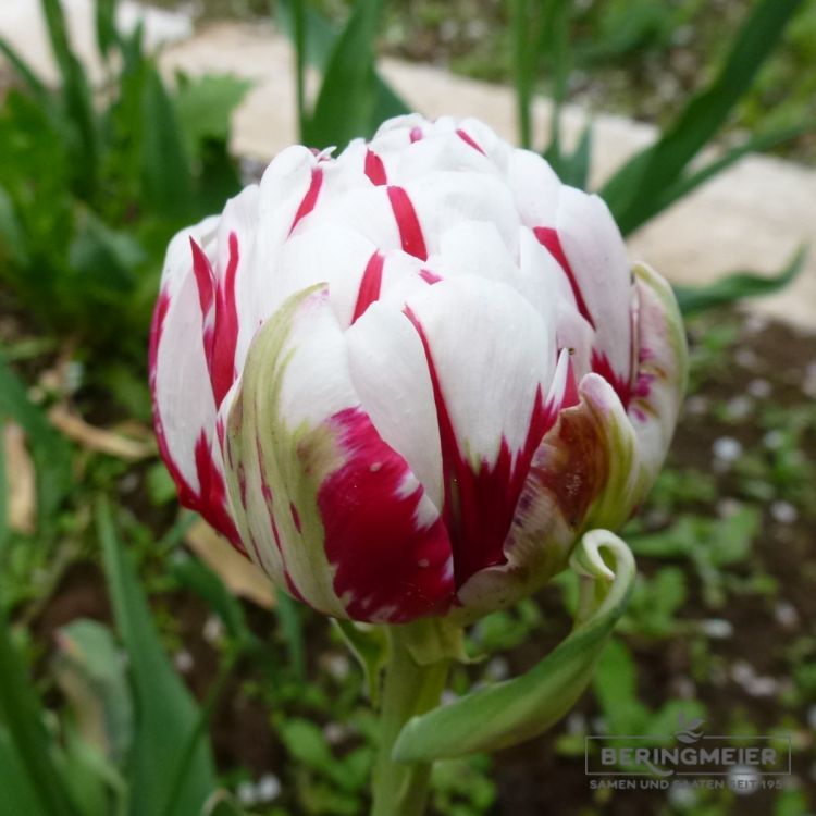 Gefüllte Späte Tulpe Carnaval de Nice 1