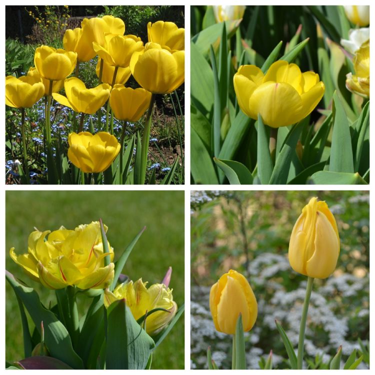 Gelbe Tulpen Frhlingslust mit gelben Tulpen