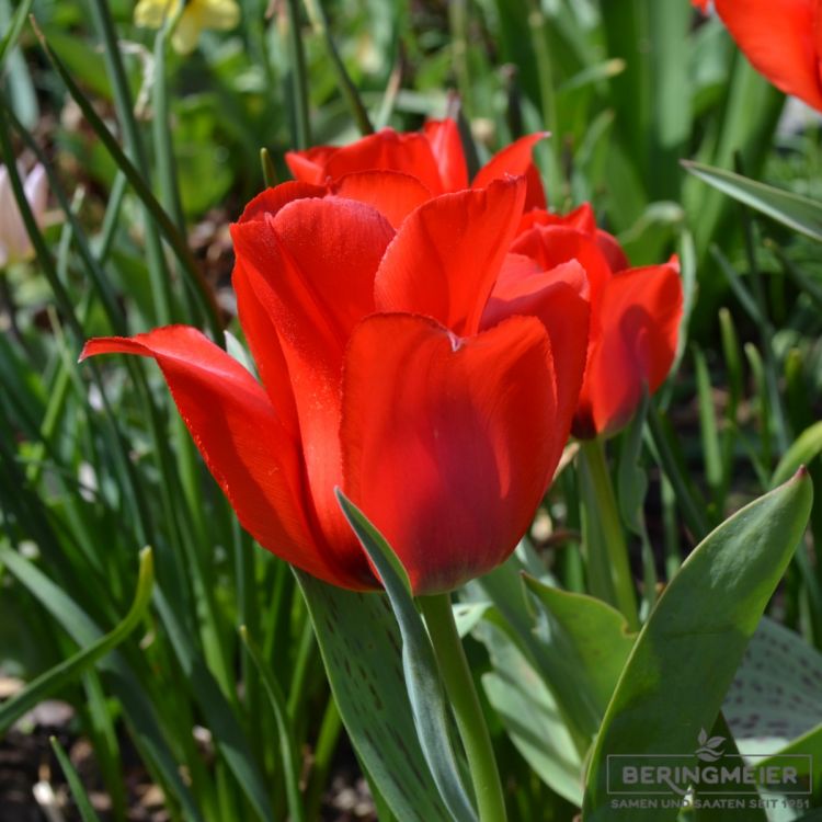 Greigii Tulpen Red Reflection