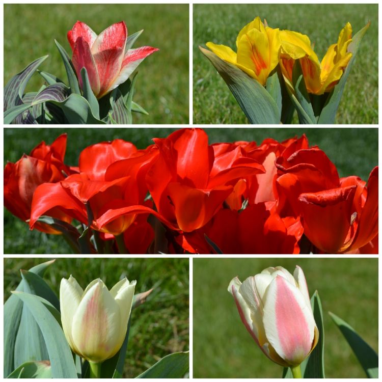 Sortiment Greigii Tulpen 5 x 60 Stück