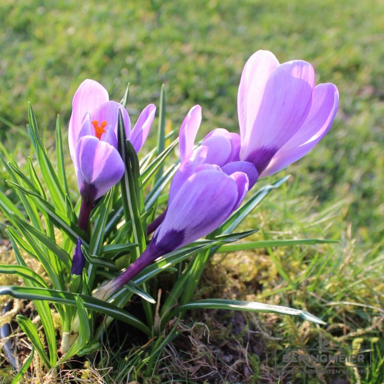 Crocus Großblumige Remembrance 3