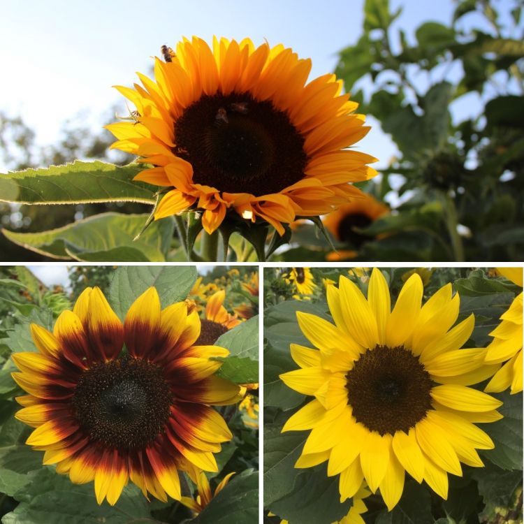 Sonnenblumen Musicbox - Helianthus annuus