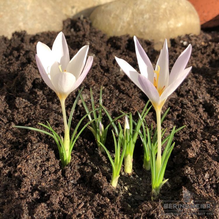 Crocus Botanische caspius Herbstblühender Krokus