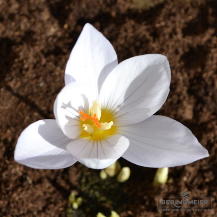 Herbstblühender Crocus pulchellus Zephyr