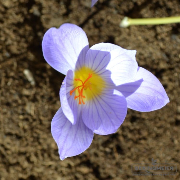 Crocus Botanische speciosus 1